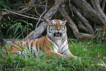 Fototapeta na wymiar Bengal tiger 