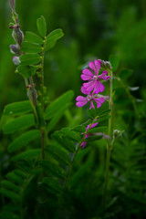 Small pink flowers growing in the ground