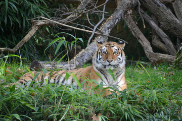 Bengal tiger 