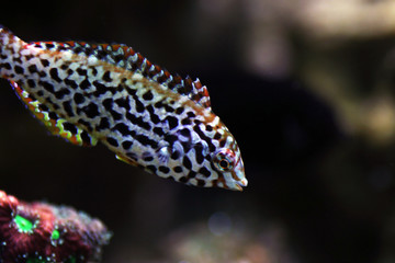 Black spotted Leopard Wrasse  - (Macropharyngodon meleagris)