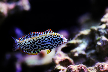 Black spotted Leopard Wrasse  - (Macropharyngodon meleagris)