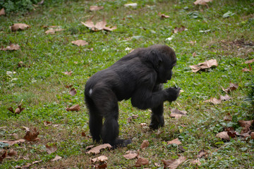 Fototapeta premium Baby gorilla 