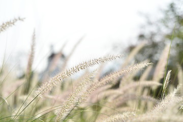 View of a flower field on a sunny day.
