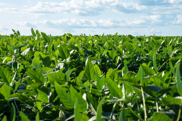 Soy plantation