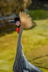 Fototapeta premium Grey crowned crane in a zoo in Johannesburg South Africa