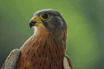 Common Kestrel / falcon (Falco tinnunculus) is a bird of prey , isolated portrait taken in Africa