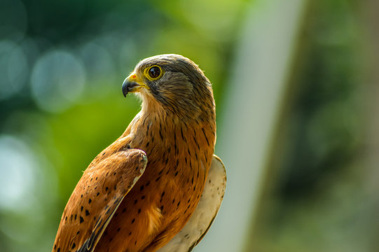 Common Kestrel / falcon (Falco tinnunculus) is a bird of prey , isolated portrait taken in Africa