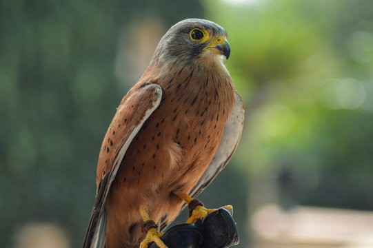 Common Kestrel / falcon (Falco tinnunculus) is a bird of prey , isolated portrait taken in Africa