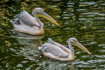 Great or eastern or rosy white Pelican ( Pelecanus onocrotalus ) in South Africa swimming in a lake with a green background