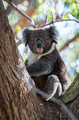 koala 2