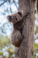 koala 1