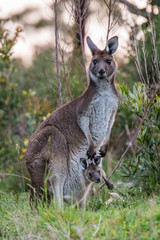 western grey kangaroo