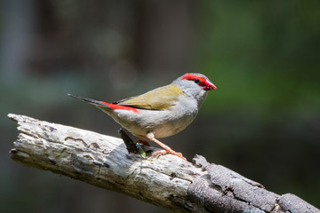 red-browed firetail finch