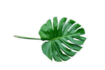 Naklejka na ściany i meble Top view of monstera leaf isolated philodendron on white background / copy space - top view