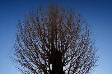 冬の古木の銀杏の枯れ木と青空