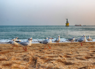 Obraz premium Seagulls in Haeundae Beach, Busan, South Korea Asia.