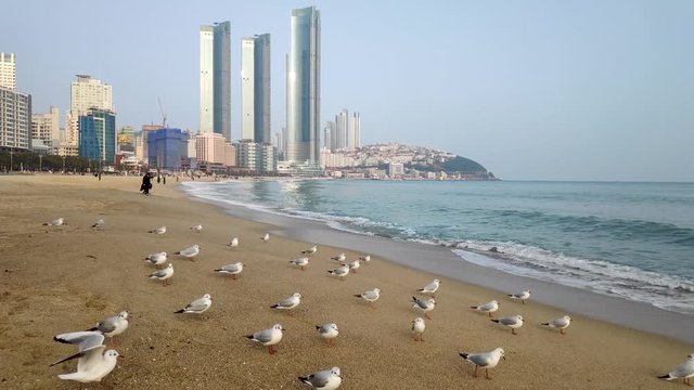 Seagulls in Haeundae Beach, Busan, South Korea Asia.