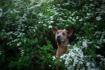 portrait of a dog in nature. Pet for a walk.
