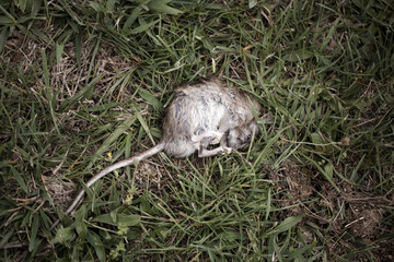 freshly dead rat lying on grass