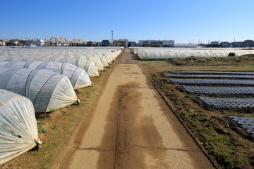 郊外の農道と冬のほうれん草畑のある風景