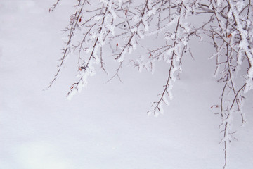 Serene winter snow covered twigs background with room for text