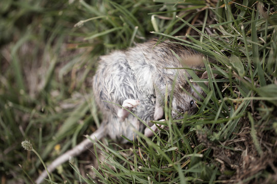 Close up of a dead rat lying on grass