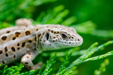 Female Lacerta Agilis Sand Lizard Reptile Animal Macro Close-up Portrait