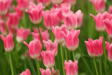 Pink tulip flower in early spring season garden with copy space for design purpose