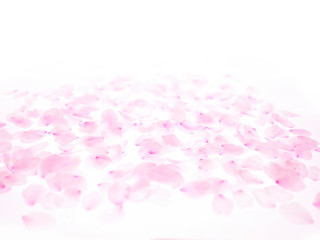 Cherry blossom petals_1729