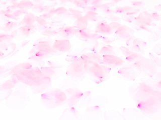 Cherry blossom petals_1726