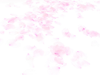 Obraz na płótnie Canvas Cherry blossom petals_1740
