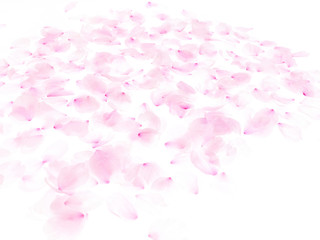 Cherry blossom petals_1733