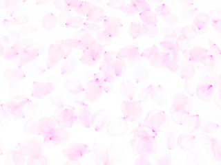 Cherry blossom petals_1741 - obrazy, fototapety, plakaty
