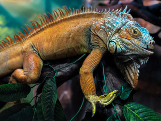 iguana on a branch