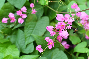 pink flowers of Coral Vine on green leaves background.