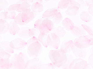 Cherry blossom petals_1744