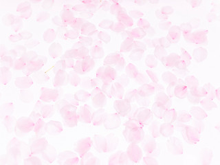 Cherry blossom petals_1745