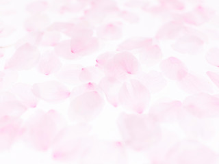 Cherry blossom petals_1746