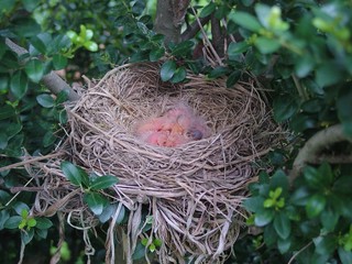 baby robins in nest