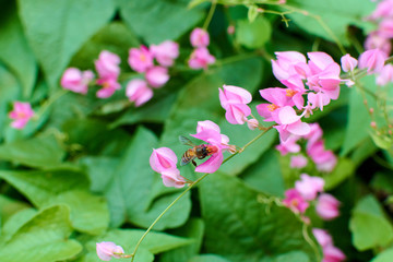pink flowers of Coral Vine on green leaves background.