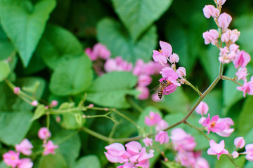 pink flowers of Coral Vine on green leaves background.