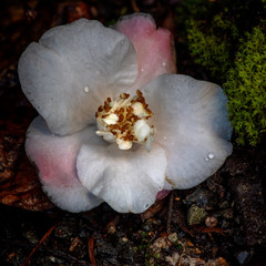 White Camellia japonica X Camellia cuspidata flower on th ground