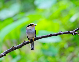 colorful bird (Silver-breasted broadbill, Serilophus lunatus) on tree branch Thailand.