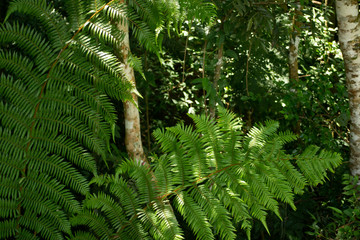 Detail of fern leaves illuminated by sunlight in forest