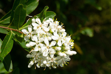 Close-up of branch with small white flowers