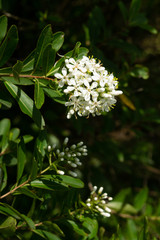 Branches with small white flowers with yellow center on blurred background