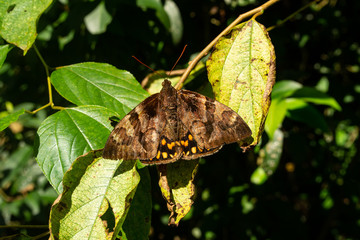 Moth on tree branch with dry leaves