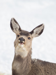 Curious Mule Deer Fawn in the Winter Snow.