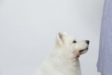 A cute white Samoyed dog makes all kinds of funny expressions on a white background
