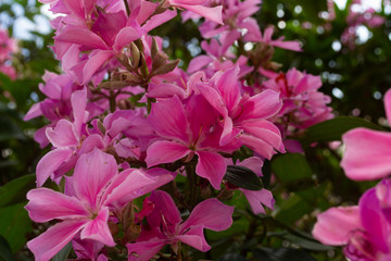 Close up of pink azalea flowers